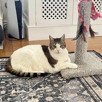 Pet-Tech Sitting By Michelle  - Jakey loves his scratchy post - Pet Sitting Near Me