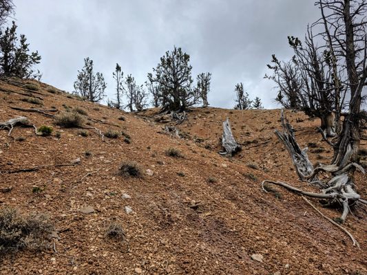 Dixie National Forest by null
