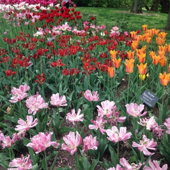 Brooklyn Botanic Garden - Beautiful tulips of all kind! I'm speechless! - Botanical Gardens Near Me - Brooklyn, New York Brooklyn Botanic Garden - Beautiful tulips of all kind! I'm speechless! - Botanical Gardens Near Me - Brooklyn, New York