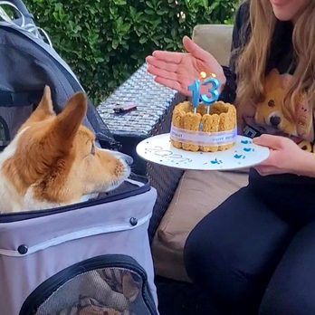 Pawtriotic Dog Bakery - Link was SO excited to get his cake and it smelled so good we wanted to eat it with him! - Pet Stores Near Me - Murrieta, California Pawtriotic Dog Bakery - Link was SO excited to get his cake and it smelled so good we wanted to eat it with him! - Pet Stores Near Me - Murrieta, California