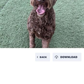 Happy Dog Resort - Kramer - Pet Training Near Me - Redlands, California Happy Dog Resort - Kramer - Pet Training Near Me - Redlands, California