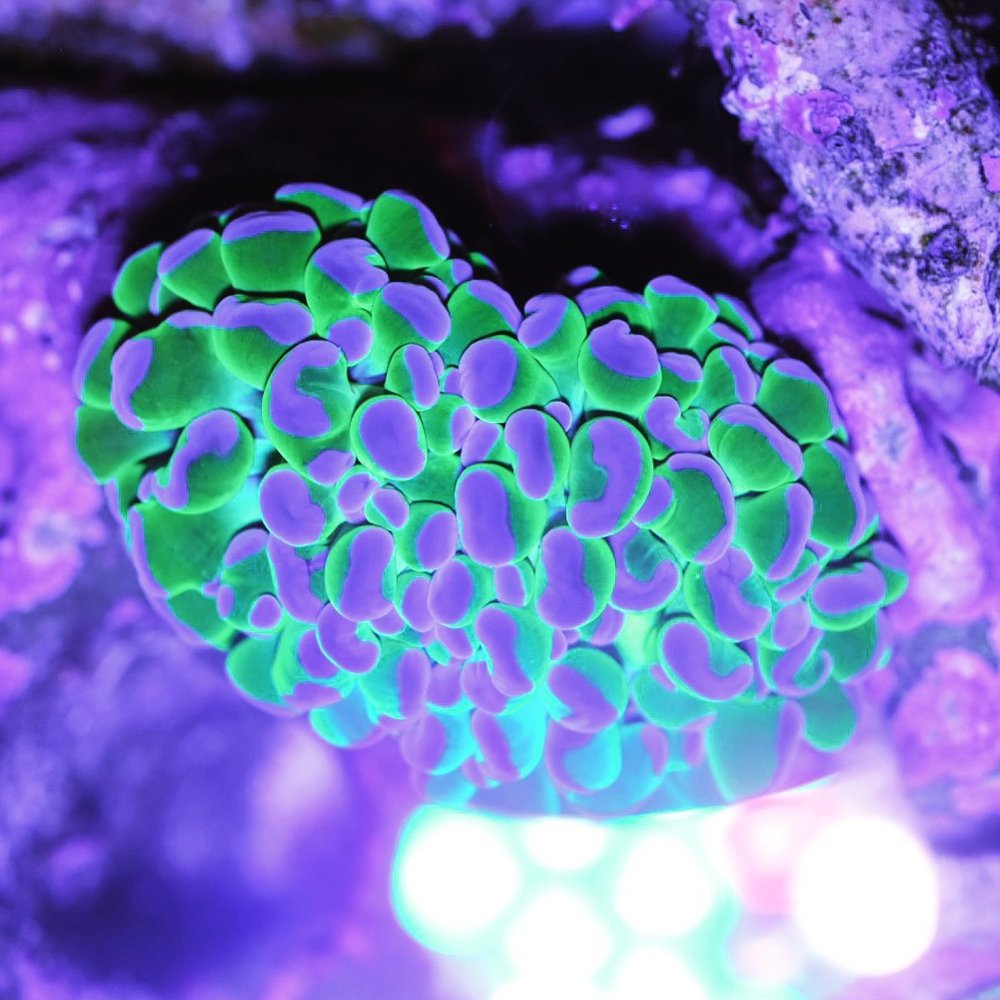 Love The Reef - Hammer coral bought from love the reef - Aquarium Services Near Me - Wilmington, Massachusetts
