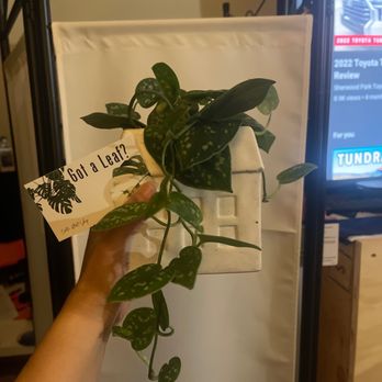 Got a leaf - My beautiful plant!!! From GotALeaf - Indoor Landscaping Near Me - Long beach, California Got a leaf - My beautiful plant!!! From GotALeaf - Indoor Landscaping Near Me - Long beach, California