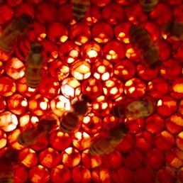 Inside the hive