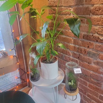 Vang's Plants and Succulents Hub - Nurseries & Gardening Near Me - Chico, California Vang's Plants and Succulents Hub - Nurseries & Gardening Near Me - Chico, California