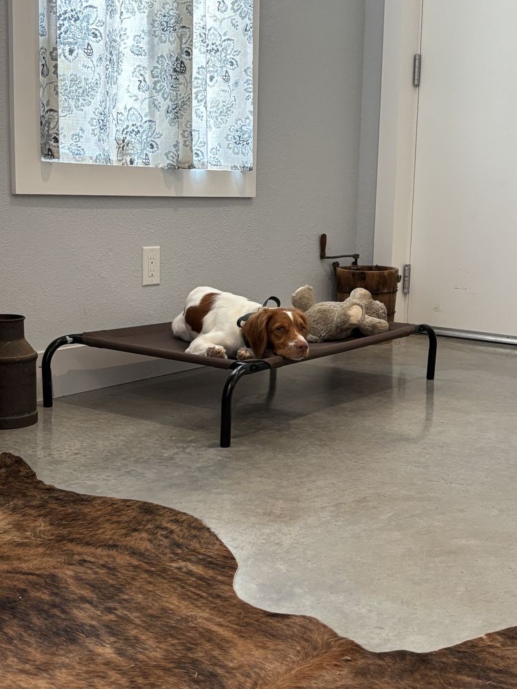 Blue Moon K9 Training - pet boarding facility in Austin, TX