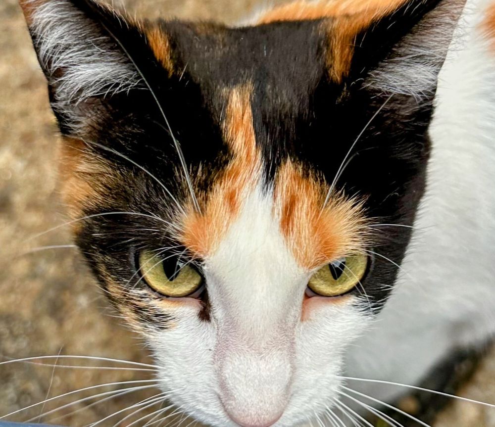 KC PET PROJECT Updated October 2024 65 Photos & 79 Reviews 7077