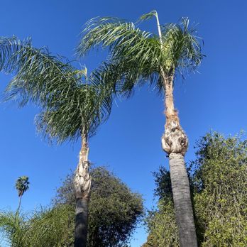 Premier Tree Experts - Palm Tree - Tree Services Near Me - Orange, California
