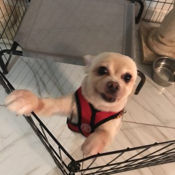 Pet Haven Salon - Trimmed and cleaned, just the way I like milky lol - Pet Groomers Near Me - Kapolei, Hawaii Pet Haven Salon - Trimmed and cleaned, just the way I like milky lol - Pet Groomers Near Me - Kapolei, Hawaii
