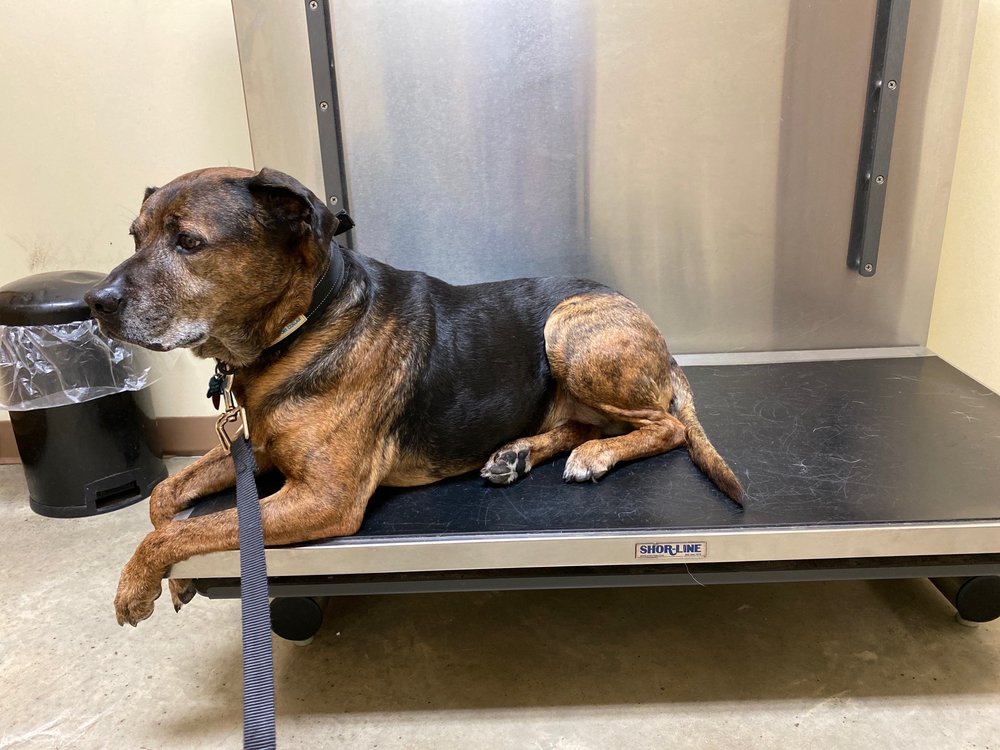 OAK TREE ANIMAL CLINIC 11 Photos & 12 Reviews Veterinarians 8550