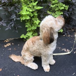 Grooming On Broadway