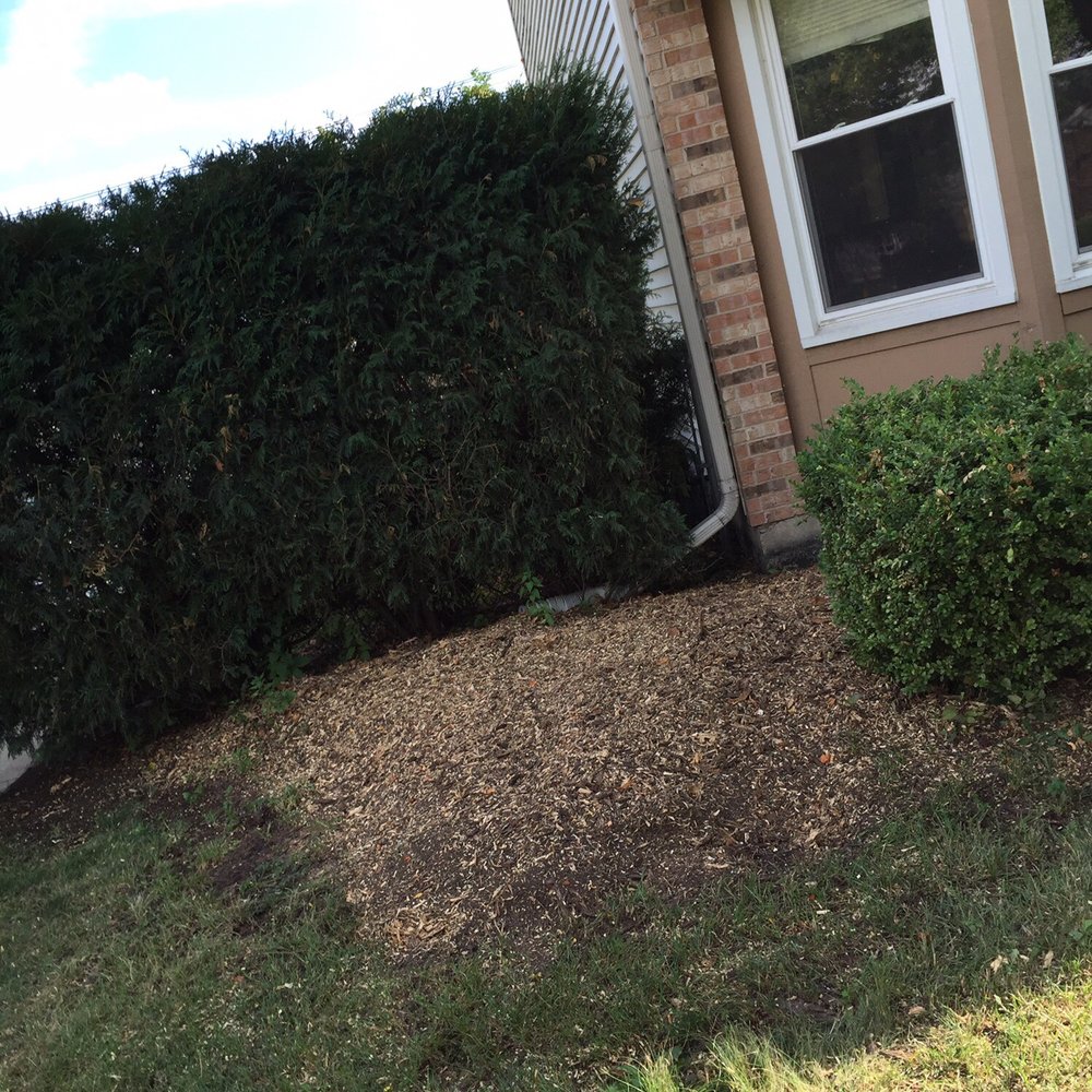 U S Tree Service - After birch tree was removed by us tree service - Tree Services Near Me - Addison, Illinois U S Tree Service - After birch tree was removed by us tree service - Tree Services Near Me - Addison, Illinois