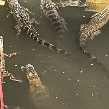 Smugglers Cove Adventure Golf - Alligators!!! - Mini Golf Near Me - Sarasota, Florida