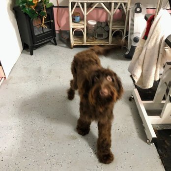 Bobbie's Grooming Garage - One of the several breaks during grooming. She can see! - Pet Groomers Near Me - Spanaway, Washington