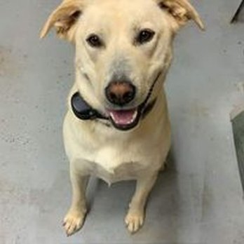 Forest Mills Board and Groom - Pet Sitting Near Me - Waukon, Iowa Forest Mills Board and Groom - Pet Sitting Near Me - Waukon, Iowa