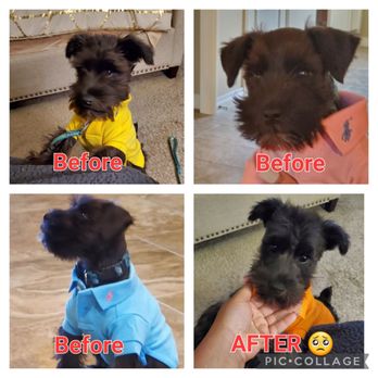 PetSmart - The "after" photo is a result of being groomed at this PetSmart. Do NOT take your pet to be groomed here. The Management is piss poor also. - Pet Stores Near Me - Richmond, Texas