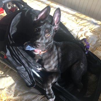 Furry Canines Rescue - Pet Adoption Near Me Furry Canines Rescue - Pet Adoption Near Me