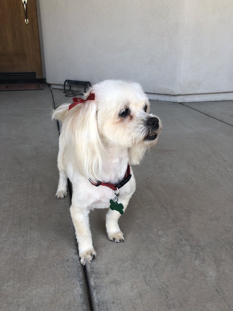 WAGGIN’ WEST KENNELS AND GROOMING CENTER 36 Photos & 26 Reviews