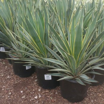 OC Succulents - So much to see, so little money to buy it all!!! - Nurseries & Gardening Near Me - Irvine, California