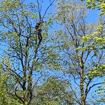 Castor Tree Care - Photo - Tree Services Near Me - Toronto, Ontario Castor Tree Care - Photo - Tree Services Near Me - Toronto, Ontario