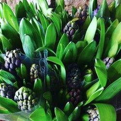 The Flower Market Waterdown