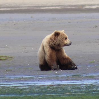 Sasquatch Alaska Adventure Co - Tours Near Me - Homer, Alaska Sasquatch Alaska Adventure Co - Tours Near Me - Homer, Alaska