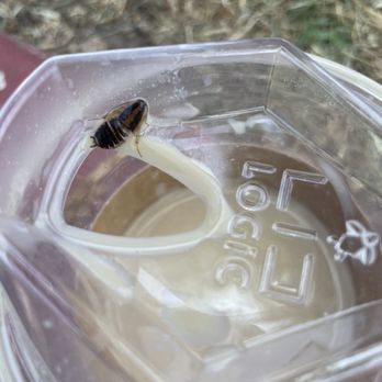 Coffee Muse - COCKROACH IN COFFEEE - Coffee & Tea Near Me - Santa Ana, California Coffee Muse - COCKROACH IN COFFEEE - Coffee & Tea Near Me - Santa Ana, California