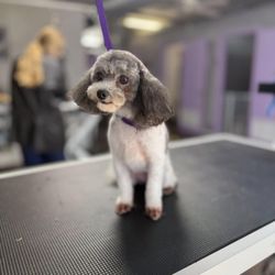 Pet Bath & Beyond
