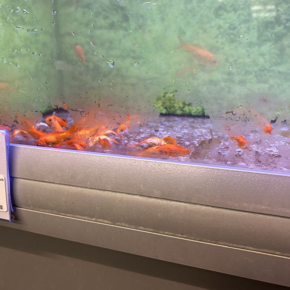 PetSmart - Of all feh dead fish that were dead or about to die - Pet Stores Near Me - LANCASTER, Ohio PetSmart - Of all feh dead fish that were dead or about to die - Pet Stores Near Me - LANCASTER, Ohio