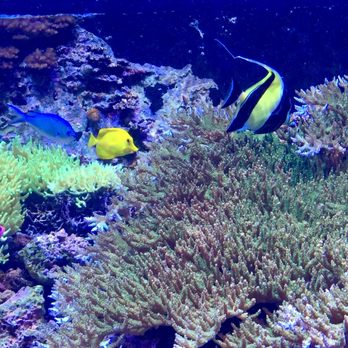 Seattle Aquarium - Aquariums Near Me - Seattle, Washington Seattle Aquarium - Aquariums Near Me - Seattle, Washington