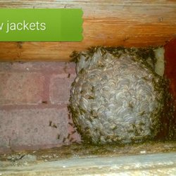 Predator Pest & Weed Management