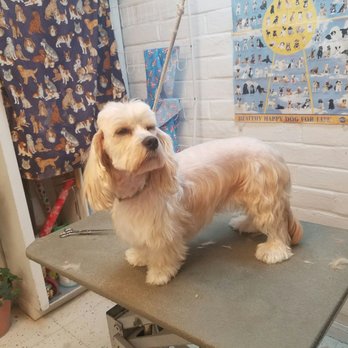 La Mesa Pet Hotel - Pet Boarding Near Me - La Mesa, California La Mesa Pet Hotel - Pet Boarding Near Me - La Mesa, California