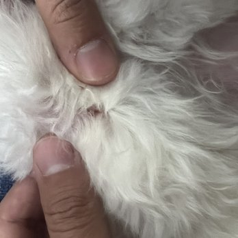 It's A Dogs Life - A scab on our dog's back leg. NO ONE told us about his scab or injury. - Pet Training Near Me - Wixom, Michigan