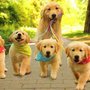Photo of Winter Park Pet Care