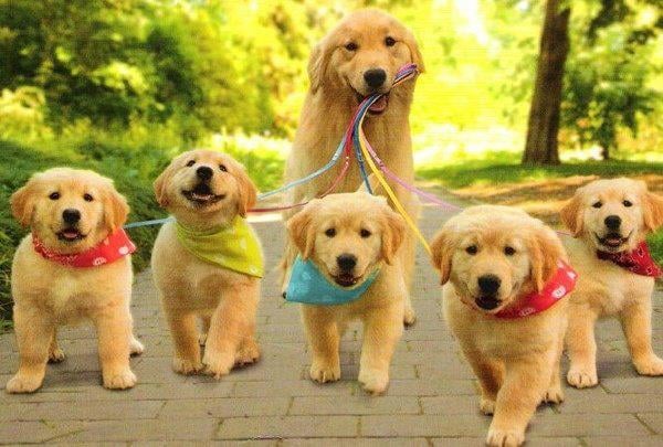 Winter Park Pet Care - pet boarding facility in Winter Park, FL