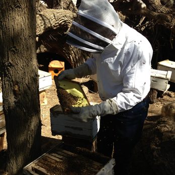 Pest Control Solutions - Pest Control Near Me Pest Control Solutions - Pest Control Near Me