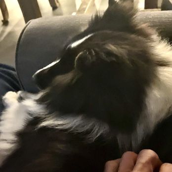 Crown City Pet Sitter - Pet Sitting Near Me Crown City Pet Sitter - Pet Sitting Near Me