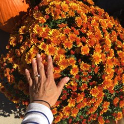Fleek Fruit Market - Huge mums! $12.99 or 2 for $20!