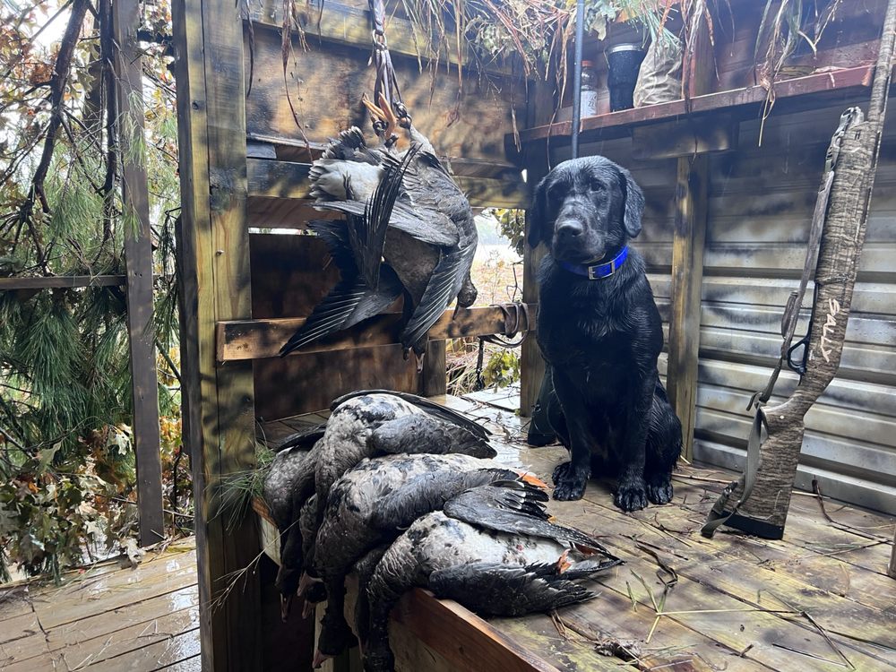 WEBFOOT KENNEL Updated October 2024 Request Consultation 44