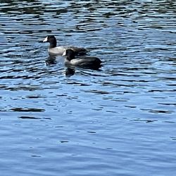 Williow Fork Park