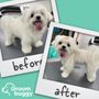 Photo of Groombuggy Mobile Dog Grooming