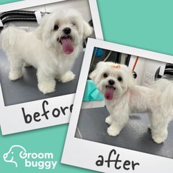 Groombuggy Mobile Dog Grooming