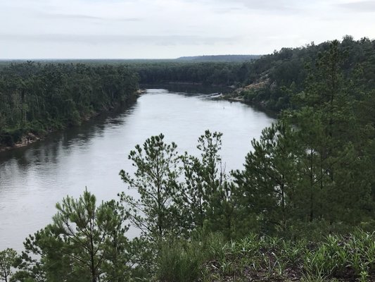 The Nature Conservancy Apalachicola Bluffs and Ravines Preserve (Garden of Eden trail) by null