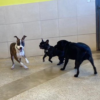 Doggies Gone Wild - Pet Sitting Near Me - Miami, Florida Doggies Gone Wild - Pet Sitting Near Me - Miami, Florida