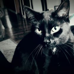 Schererville Animal Control & Shelter - Midnight..Leo is shy.