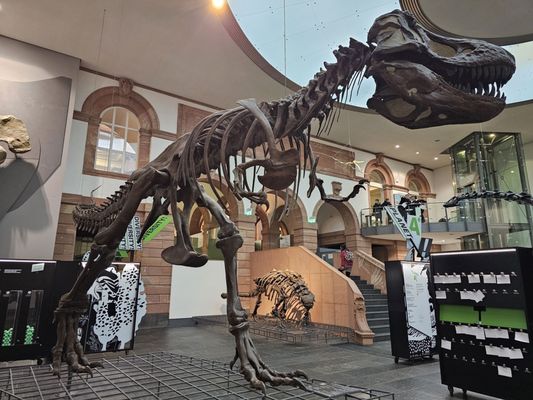 Senckenberg Nature Museum by null