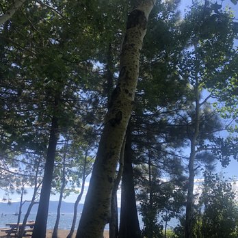 Lake Forest Beach - Trees, picnic table - Beaches Near Me - Tahoe City, California