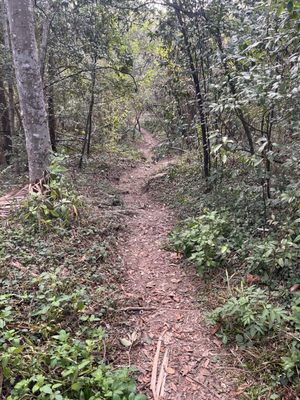 Couturie Forest by null