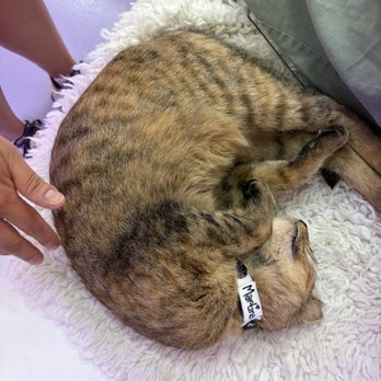 Purr-fecto Cat Lounge - This one was super playful ;) ! - Animal Shelters Near Me - Austin, Texas Purr-fecto Cat Lounge - This one was super playful ;) ! - Animal Shelters Near Me - Austin, Texas
