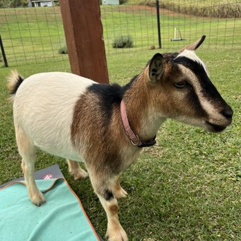 808 Goat Yoga - Yoga Near Me - Kilauea, Hawaii